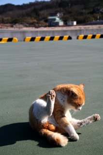 島の船着き場でお出迎え…毛繕い後のこぼれ“にゃんたま”