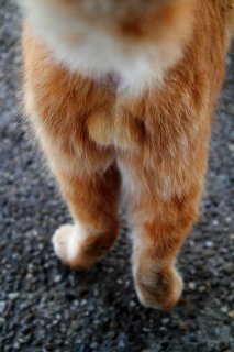 神の最高傑作“にゃんたま”のパワーで運気UPも夢じゃない？