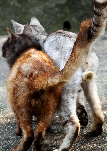 （Ｃ）芳澤ルミ子