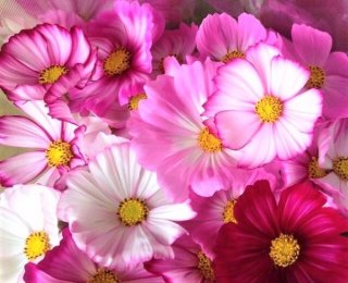 宇宙と秩序の花「コスモス」 お部屋に飾って女子力アップも