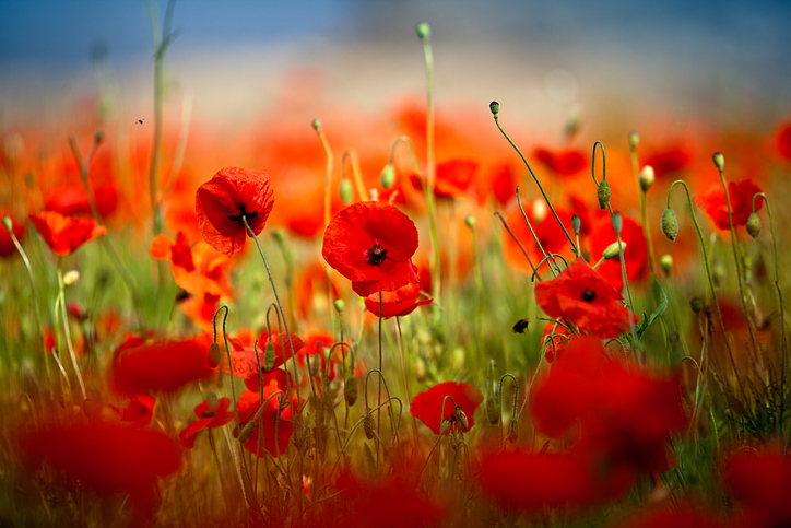 ついにこの日が…（写真:iStock）