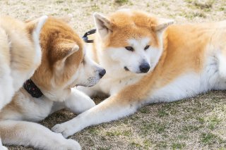 ろーわんこ語録⑭ 2019.9.12(木)