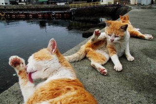 顔の傷は男の勲章…戦う“にゃんたま”3兄弟のくつろぎタイム