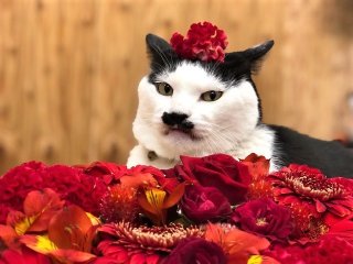 ガーベラやアンスリウムも “赤い花”に秘められた厄除けの力