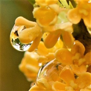 秋の香り「金木犀」は女性の味方！エイジングケアにも期待