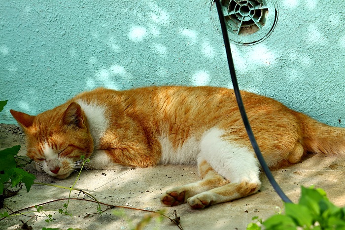 （Ｃ）芳澤ルミ子