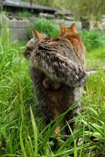 レディーファーストは常識!成熟“にゃんたま”デートに密着