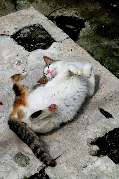 （Ｃ）芳澤ルミ子