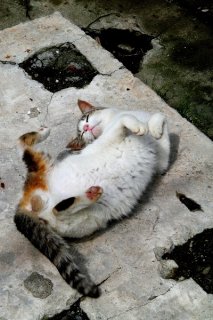 お日様パワーでモテにゃんに…ぽかぽか日光浴“にゃんたま”