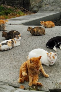 今日の議題はにゃに？ 夕暮れの猫集会でポロリ“にゃんたま”