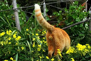 草むらをくんくん…“にゃんたま”君の探し物は何ですか？