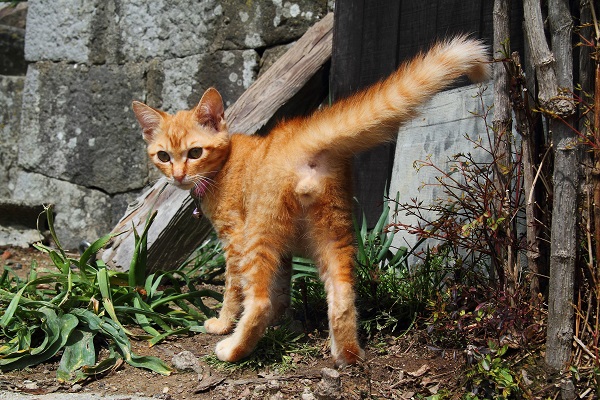 （Ｃ）芳澤ルミ子