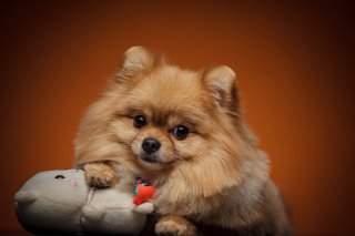 犬でなく人間だったらと思うと…モラ気質なワンコの実態3選