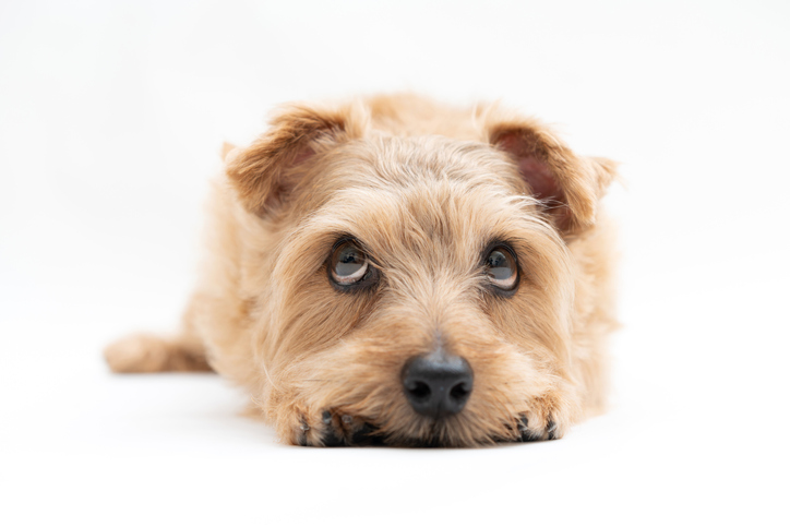 上目遣いと「だめ？」は最強の組み合わせ（写真:iStock）