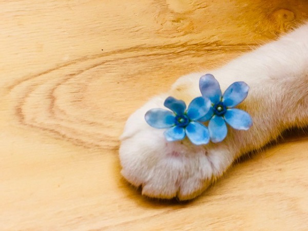 （写真:斑目茂美）