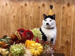 キリスト教のお盆「ハロウィン」 その由来とカボチャの意味