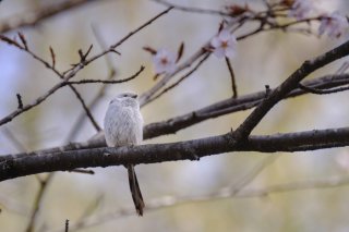 おめでとうございます 2019.10.22（火祝）