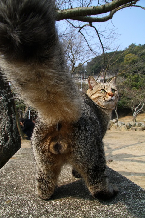 （Ｃ）芳澤ルミ子