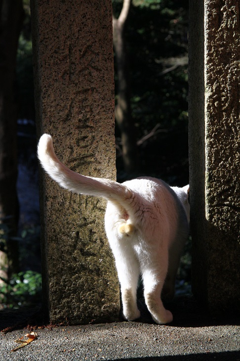 （Ｃ）芳澤ルミ子