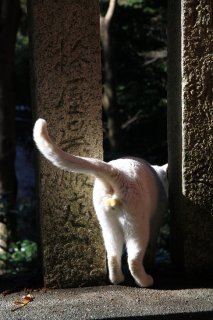夢か現か…山奥の神社で精霊のような“にゃんたま様”に遭遇