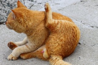 大問題作？ “にゃんたま”の奥に秘めた貴重な部位がチラリ！