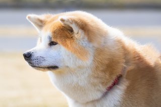 一粒万倍日 2019.10.27（日）