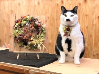 冬の乾燥肌対策にも 可愛らしい「月桃」の実の効能と活用法