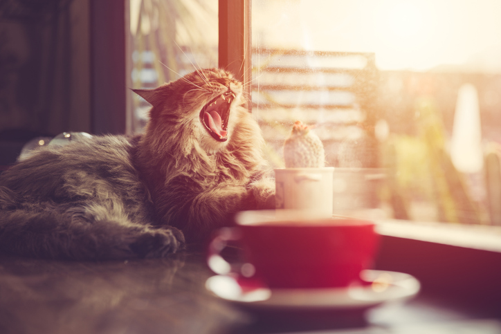 猫だって陽の光が大好き（写真:iStock）