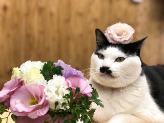 ポジティブなあなたに生まれ変わる「トルコキキョウ」の威力