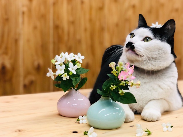 UFOどんと来い！（写真:斑目茂美）