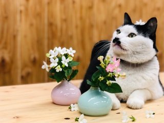 努力と執念の結晶！ 人と人との縁をつなぐ「ブバルディア」