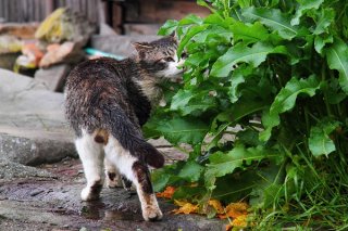 雨上がりの南の島で…念入りパトロール中の“にゃんたま”君