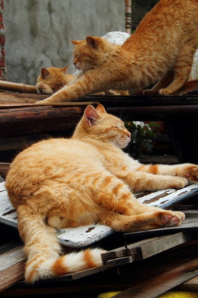 （Ｃ）芳澤ルミ子