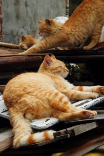 まさに鈴カステラ！愛と野望がつまった茶トラ“にゃんたま”