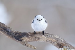 だるまさん 2019.11.9（土）