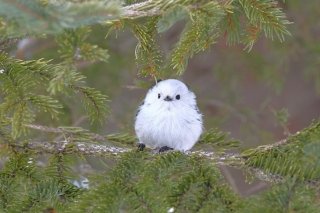 だるまさんが… 2019.11.12（火）