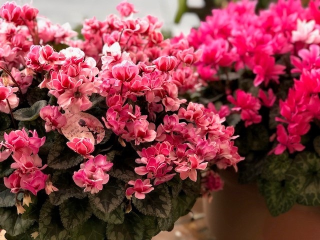 飾るだけで恋愛運があがる？！