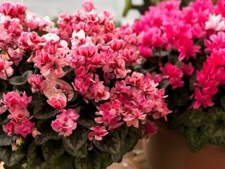 恋愛運アップに期待！ お歳暮だけじゃないシクラメンの底力