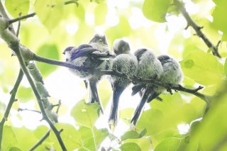 団子ちゃん 2019.11.18（月）