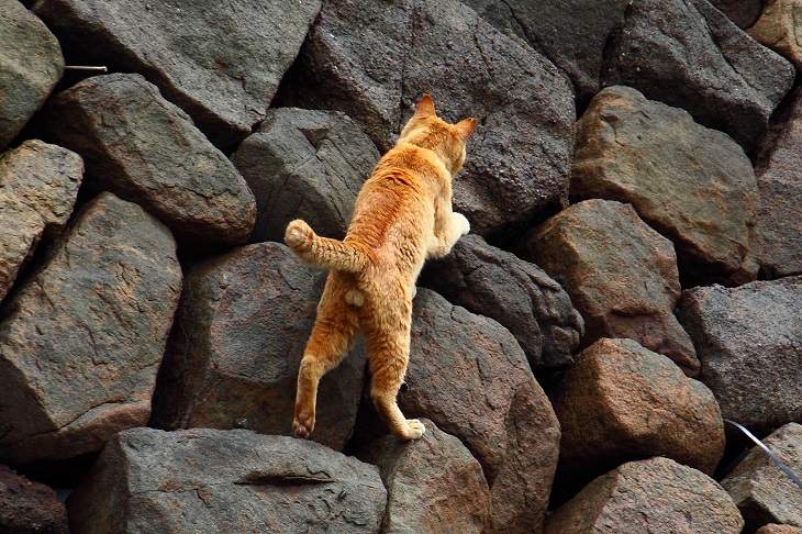 （Ｃ）芳澤ルミ子