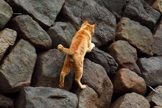 華麗な動き！ 海辺の“にゃんたま”はロッククライミング中