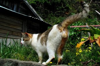 大事な“にゃんたま”を守って名誉の負傷…早く治るといいね