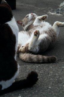 塩対応に負けるな！ “にゃんたま”君の思いが届きますように