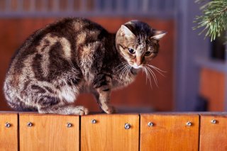 猫背は美バストの大敵にゃん（写真:iStock）