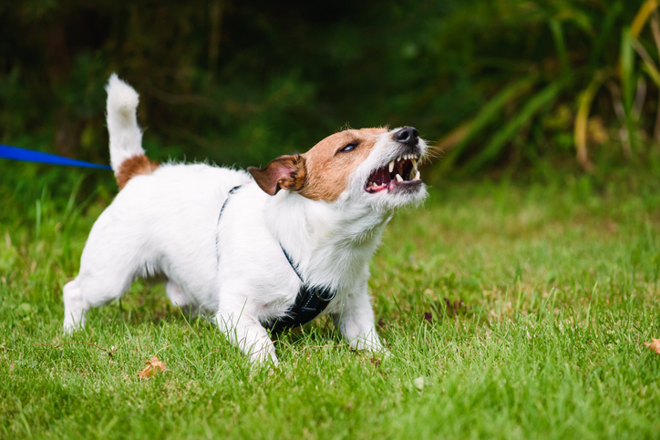 弱い犬ほどよく吠えるってやつ（写真:iStock）