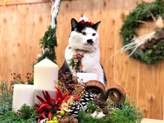 自宅派のあなたに…クリスマスディスプレイのオススメを紹介