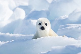 ひょっこりはん？ 2019.12.5（木）