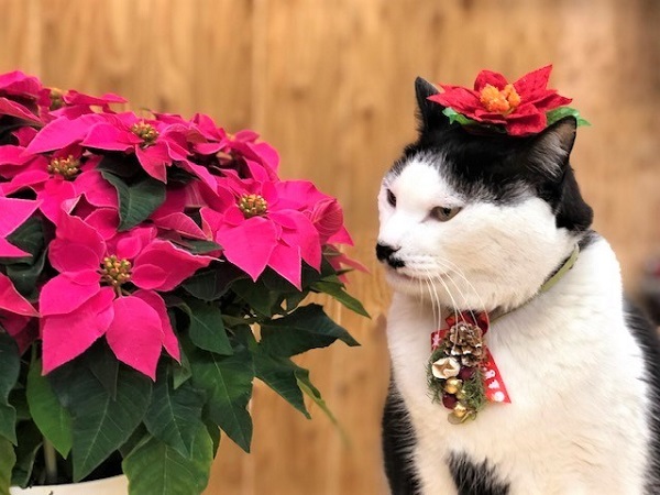 さぶ店長はポインセチアの帽子がお気に入り