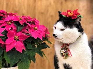 乳がん検診を思い出して「プリンセチア」は女性の味方です