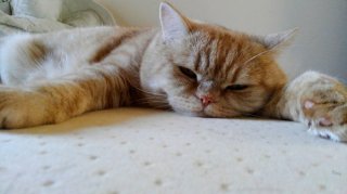 だるるーん 2019.12.12（木）